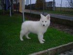 taiga berger blanc suisse - Berger Blanc Suisse
