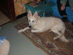 BERGER BLANC SUISSE * CIRCE * - Berger Blanc Suisse