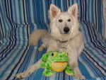 berger blanc suisse CHEYEN - Berger Blanc Suisse
