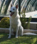 Diva Berger Blanc Suisse - Berger Blanc Suisse