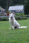 Diva Berger Blanc Suisse - Berger Blanc Suisse