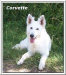 berger blanc suisse Corvette - Berger Blanc Suisse