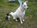 LHASSA berger blanc suisse + FIDJI shetland - Berger Blanc Suisse