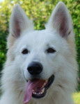 Berger blanc suisse le père d'Effy - Berger Blanc Suisse