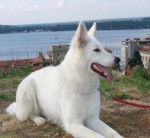 Berger blanc suisse La mère d'Effy - Berger Blanc Suisse