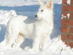 Elysée berger blanc suisse - Berger Blanc Suisse