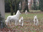 Berger Blanc Suisse - Berger Blanc Suisse