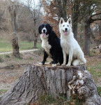 berger blanc suisse - Berger Blanc Suisse