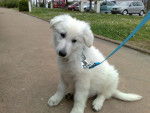 Berger Blanc Suisse Balzac - Berger Blanc Suisse