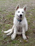 Berger Blanc Suisse BALZAC - Berger Blanc Suisse