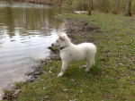 Berger Blanc Suisse - Berger Blanc Suisse