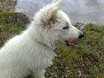 Berger Blanc Suisse BALZAC - Berger Blanc Suisse
