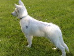 Berger Blanc Suisse BALZAC - Berger Blanc Suisse