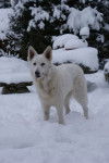 Diva Berger Blanc Suisse - Berger Blanc Suisse