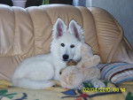 CHIEN BERGER BLANC SUISSE - ENYA - Berger Blanc Suisse
