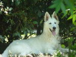Berger Blanc Suisse - Berger Blanc Suisse