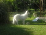 Berger Blanc Suisse - Berger Blanc Suisse