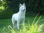 Berger Blanc Suisse - Berger Blanc Suisse