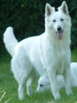 Berger Blanc Suisse - Berger Blanc Suisse