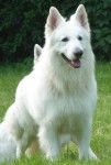 Berger Blanc Suisse - Berger Blanc Suisse