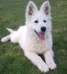 berger blanc suisse - Berger Blanc Suisse