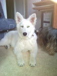 berger blanc suisse - Berger Blanc Suisse