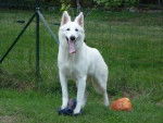 Berger Blanc Suisse - Berger Blanc Suisse
