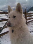 Wizzard de Bingen Chow - Berger Blanc Suisse Mâle (6 ans)