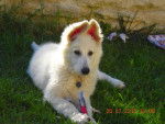 falkie berger blanc suisse - Berger Blanc Suisse