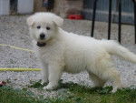 Berger Blanc Suisse - Berger Blanc Suisse