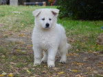 Berger Blanc Suisse - Berger Blanc Suisse