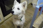 berger blanc suisse - faloue - Berger Blanc Suisse