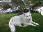 Berger blanc suisse, Uili. - Berger Blanc Suisse
