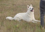 Berger Blanc Suisse Cybèle Du Bois des Ternes - Berger Blanc Suisse