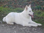 Berger Blanc Suisse Cybèle Du Bois des Ternes - Berger Blanc Suisse