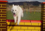 Berger Blanc Suisse Uthak Du Bois des Ternes - Berger Blanc Suisse