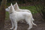 Berger Blanc Suisse - Berger Blanc Suisse