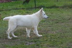Berger Blanc Suisse - Berger Blanc Suisse