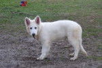 Berger Blanc Suisse - Berger Blanc Suisse
