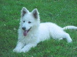 Fidji - Berger Blanc Suisse (2 ans)
