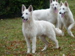 Berger Blanc Suisse - Berger Blanc Suisse