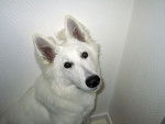 Berger blanc suisse, Kelly - Berger Blanc Suisse
