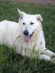 berger blanc suisse, Angel - Berger Blanc Suisse