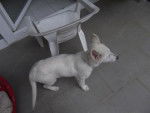 berger blanc suisse 4 mois - Berger Blanc Suisse (4 mois)
