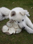 berger blanc suisse aviva - Berger Blanc Suisse