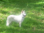 berger blanc suisse - Berger Blanc Suisse