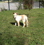 Berger blanc suisse - Spike - Berger Blanc Suisse