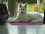 Berger Blanc Suisse - Isatis - Berger Blanc Suisse