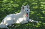 Berger Blanc Suisse - Isatis - Berger Blanc Suisse