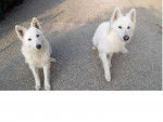 Eclair et Iris - Berger Blanc Suisse